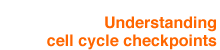 Understanding cell cycle checkpoints
