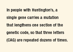 In people with Huntington's, a single gene carries a mutation that lengthens one section of the genetic code, so that three letters (CAG) are repeated dozens of times. 