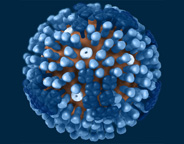 A generic flu virus