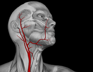 Major arteries of the neck
