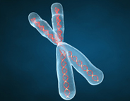 The X chromosome