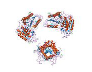 Caspase 8 enzyme