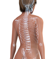 Illustration of human spine